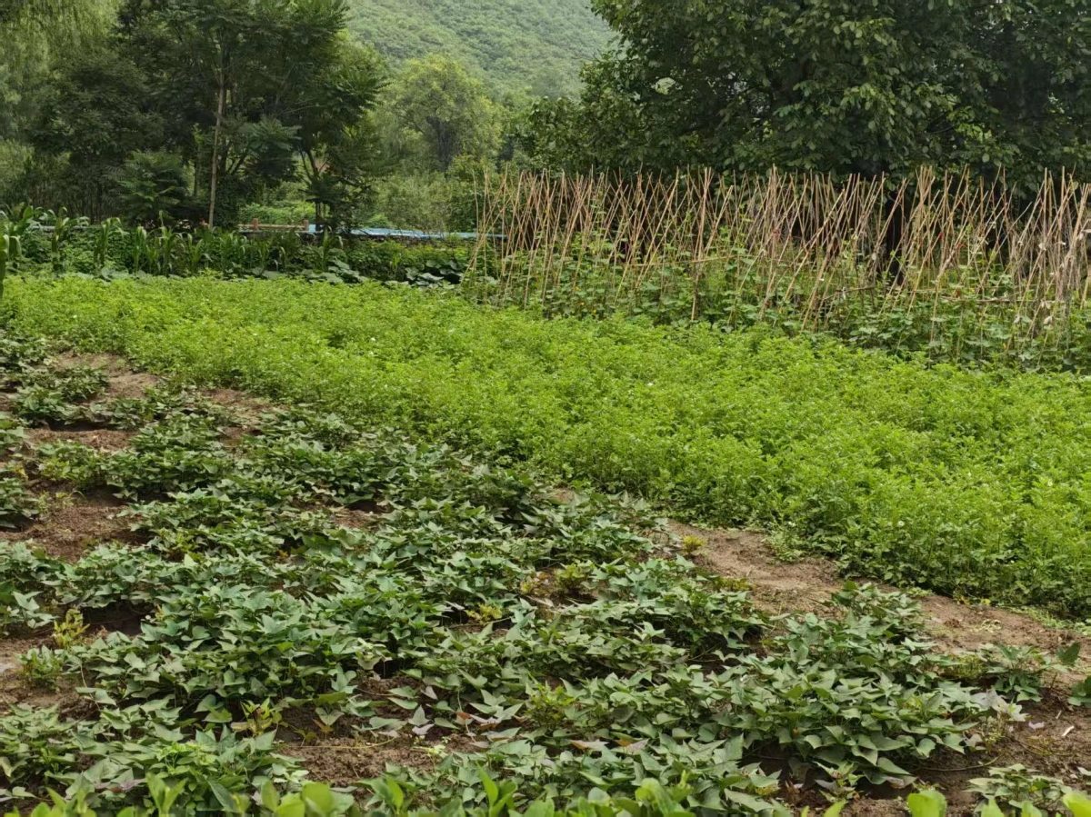 豆角种植区