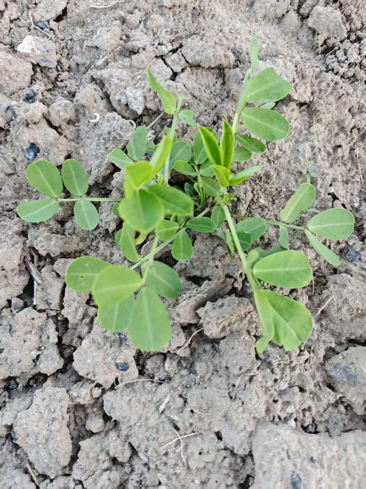 花生种植区