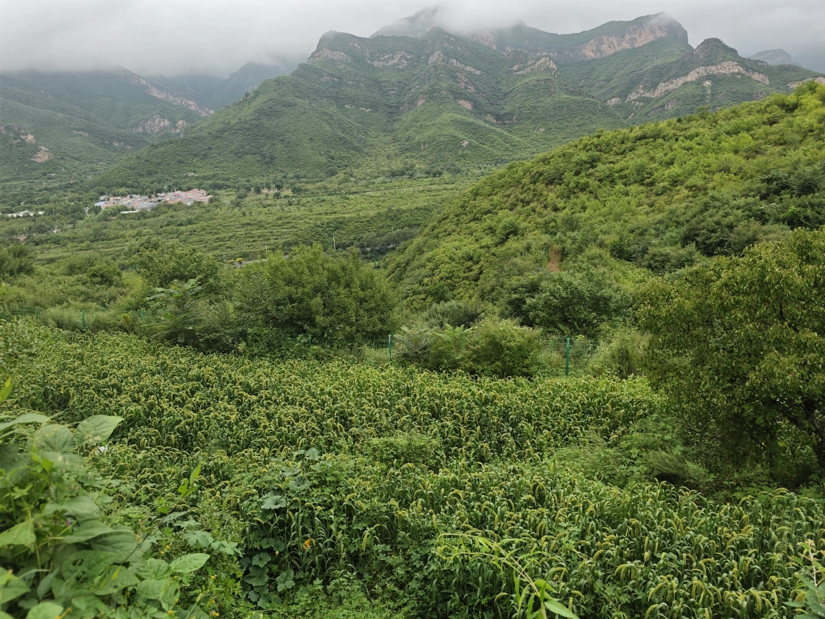 B区生态菜地