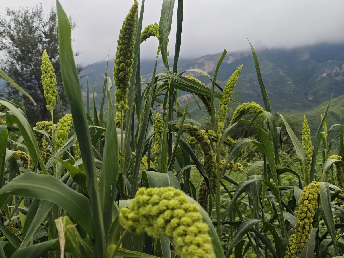 百花山畔小镇黄土岭高山小米种植基地