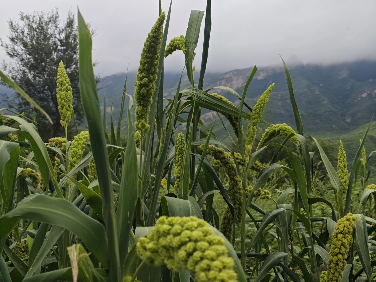 百花山畔小镇黄土岭高山小米种植基地