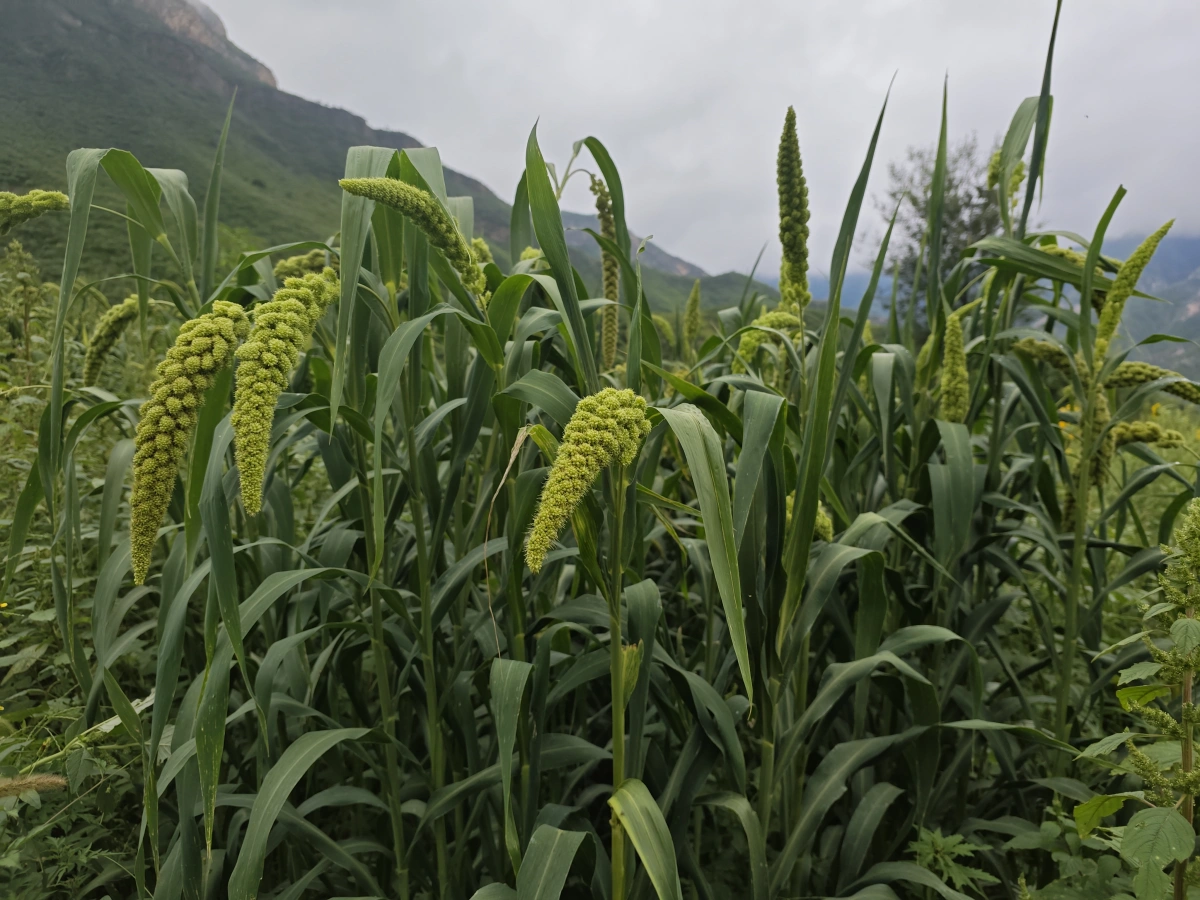 百花山畔小镇黄土岭高山小米种植基地