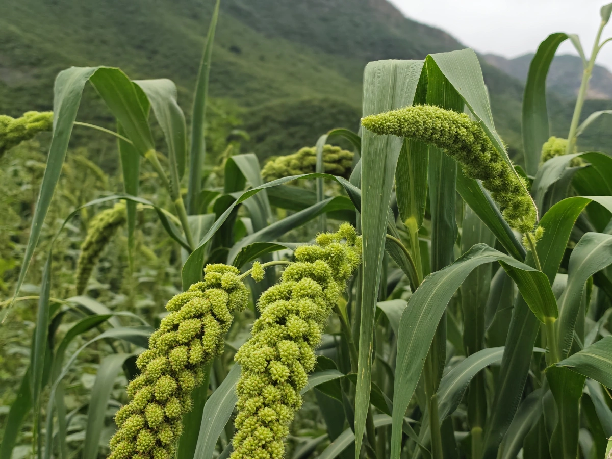 高山小米种植区