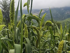 百花山畔小镇黄土岭高山小米种植基地