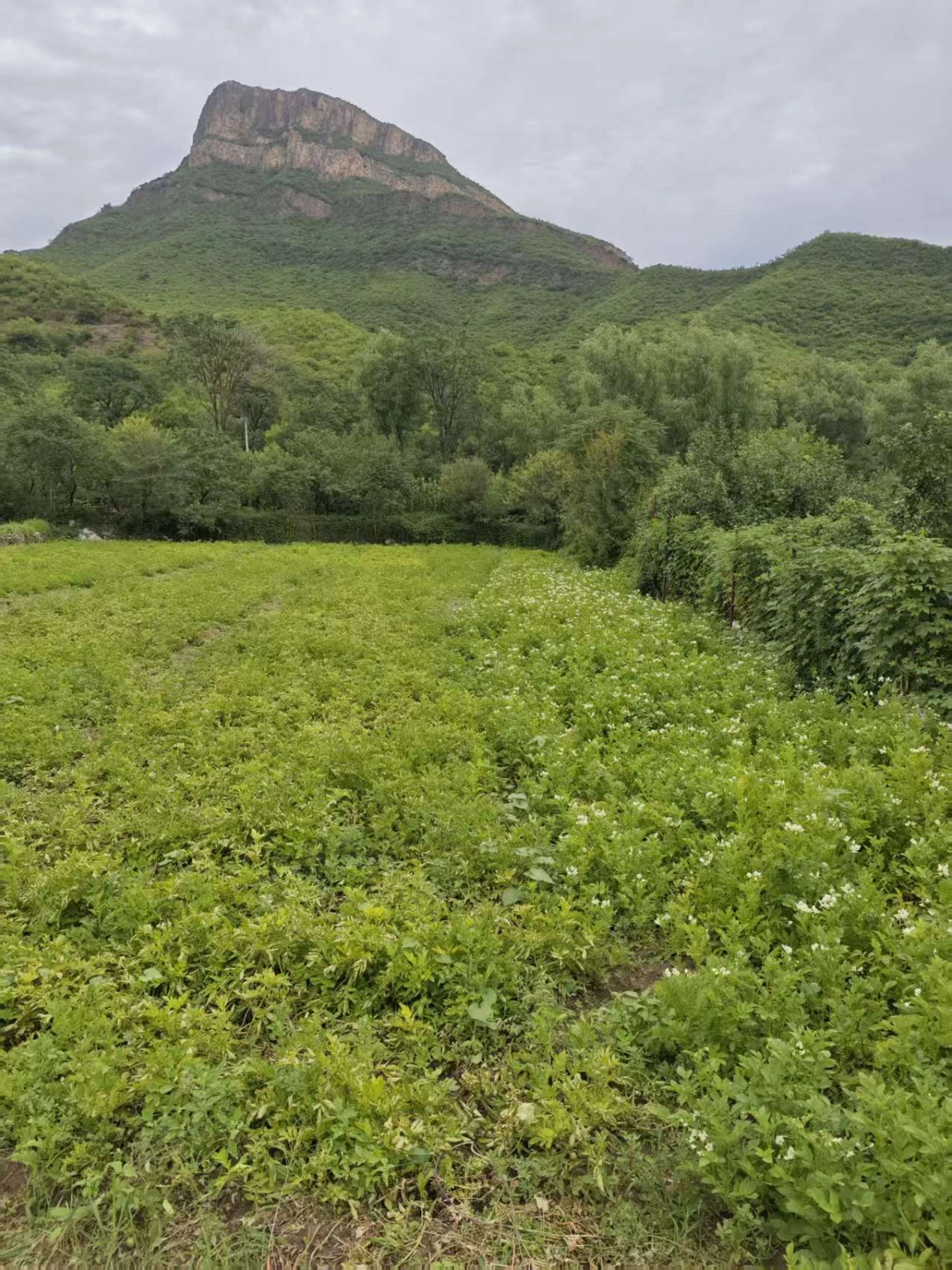 土豆种植区