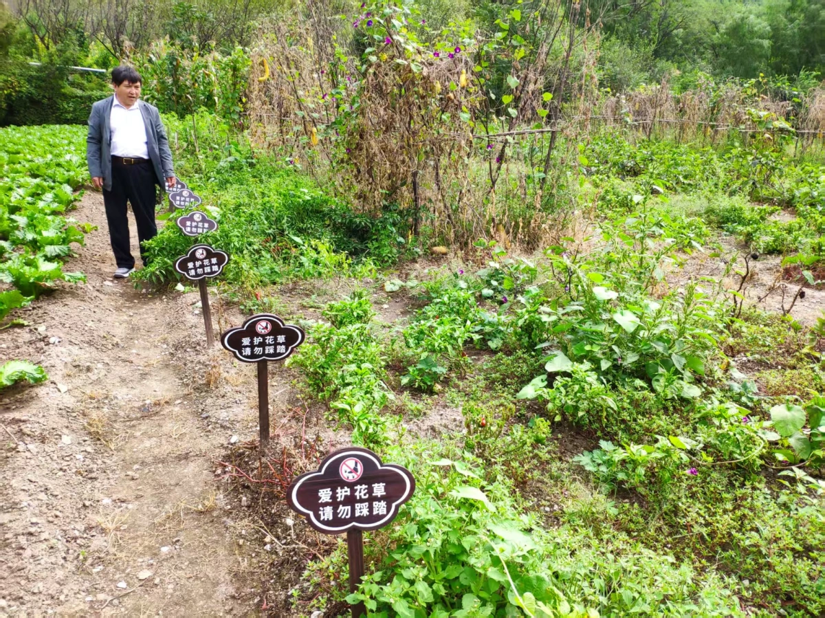 黄瓜种植区