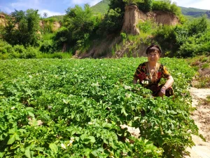 百花山畔小镇生态菜园