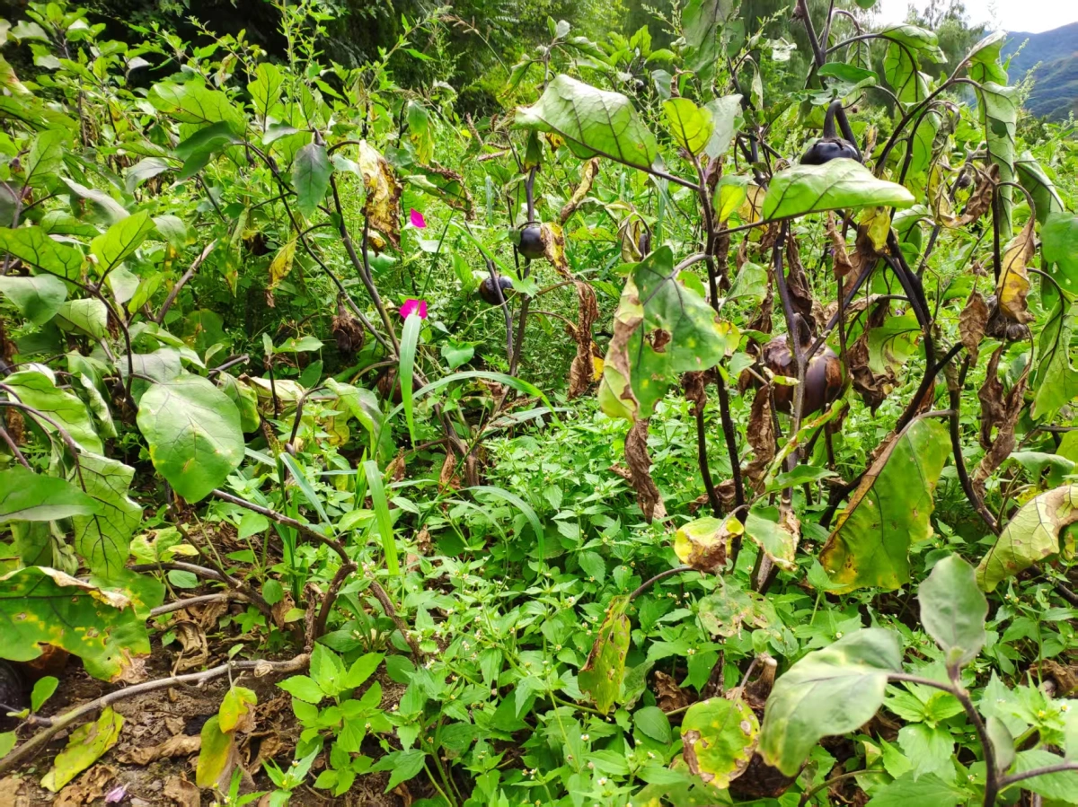 茄子种植区