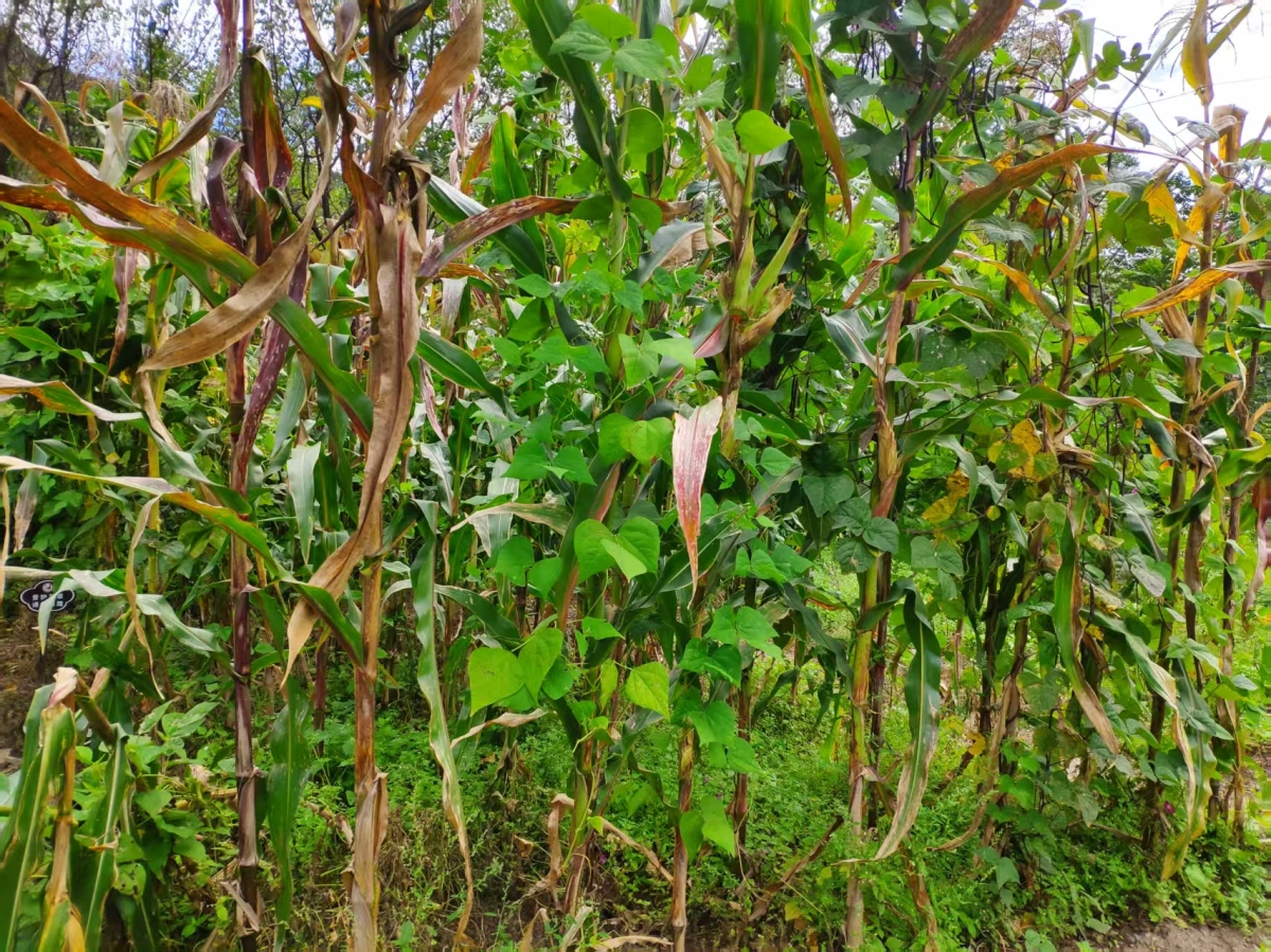 J区玉米种植区