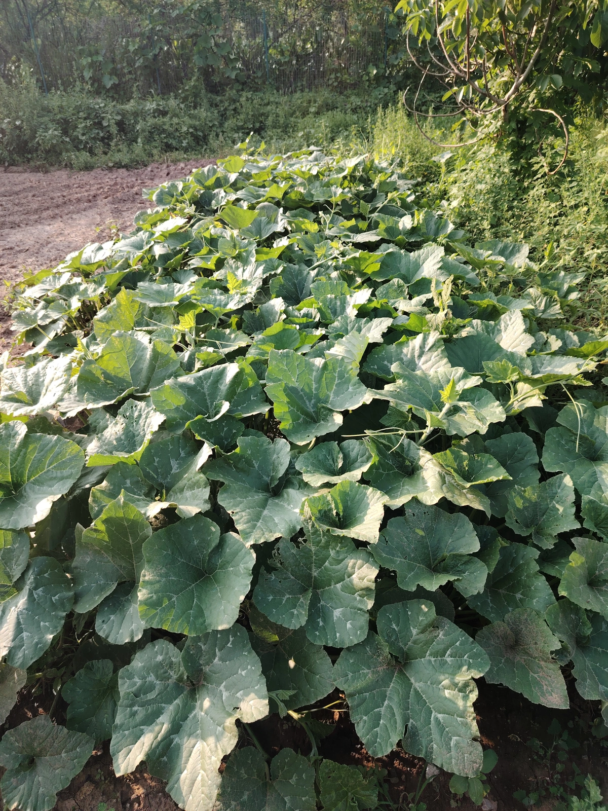 南瓜种植区