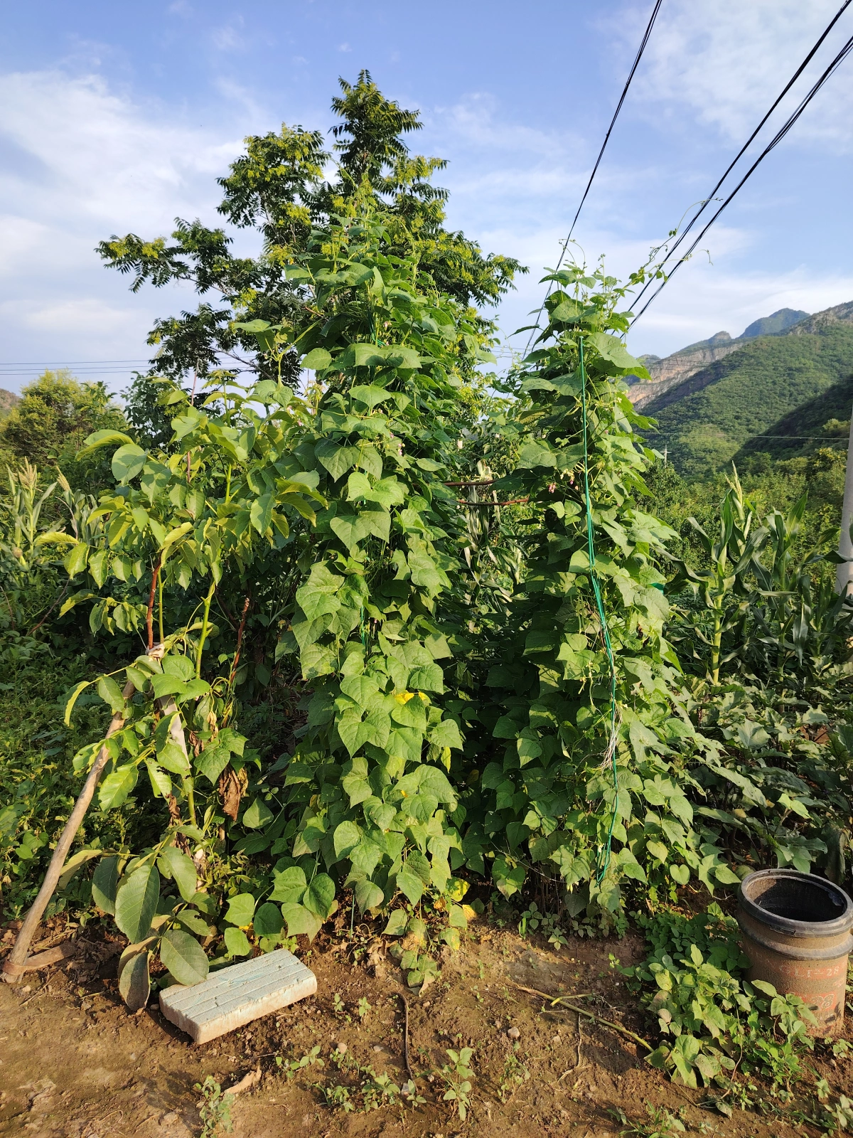 C区豆角菜地