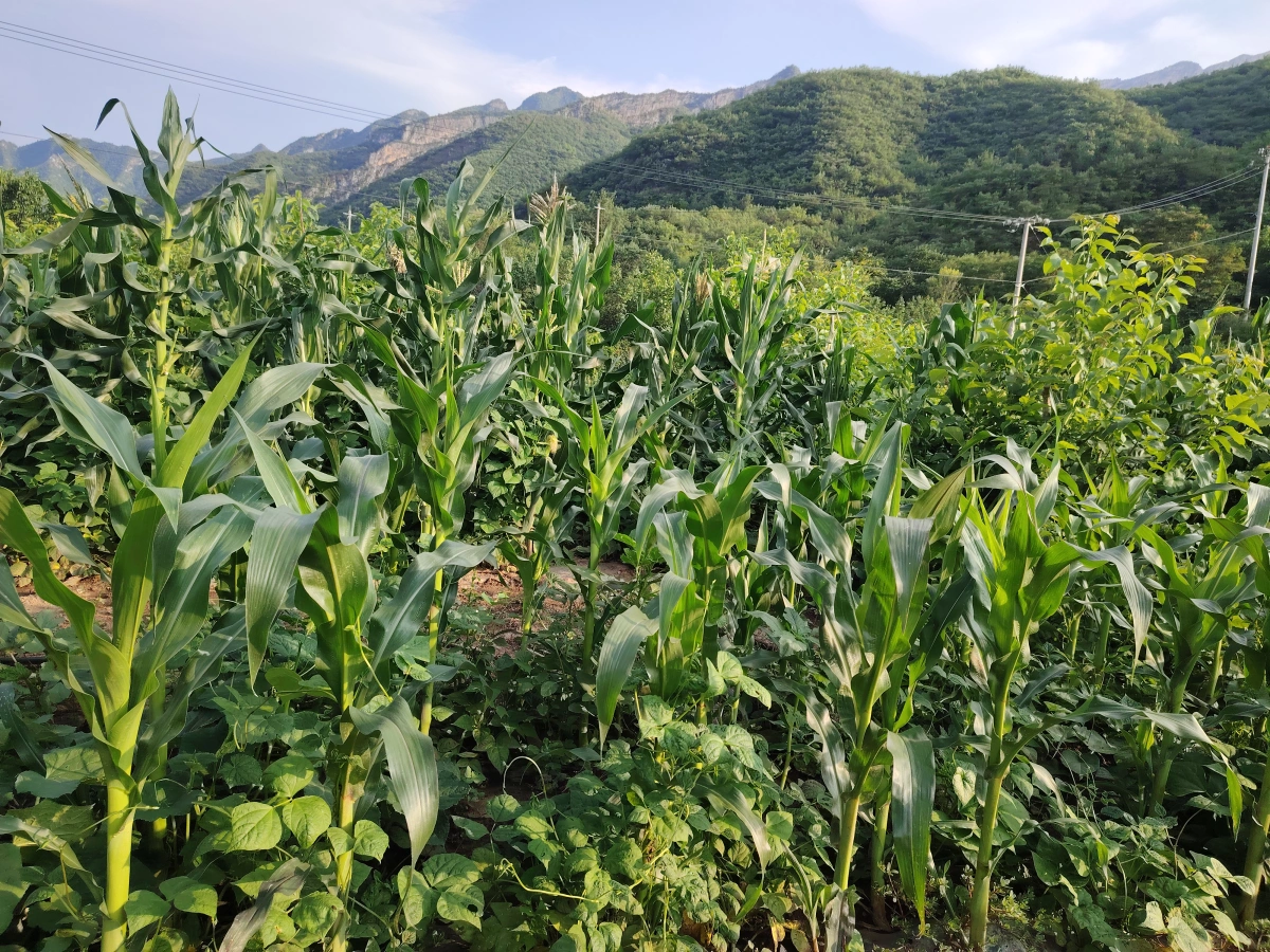 玉米种植区