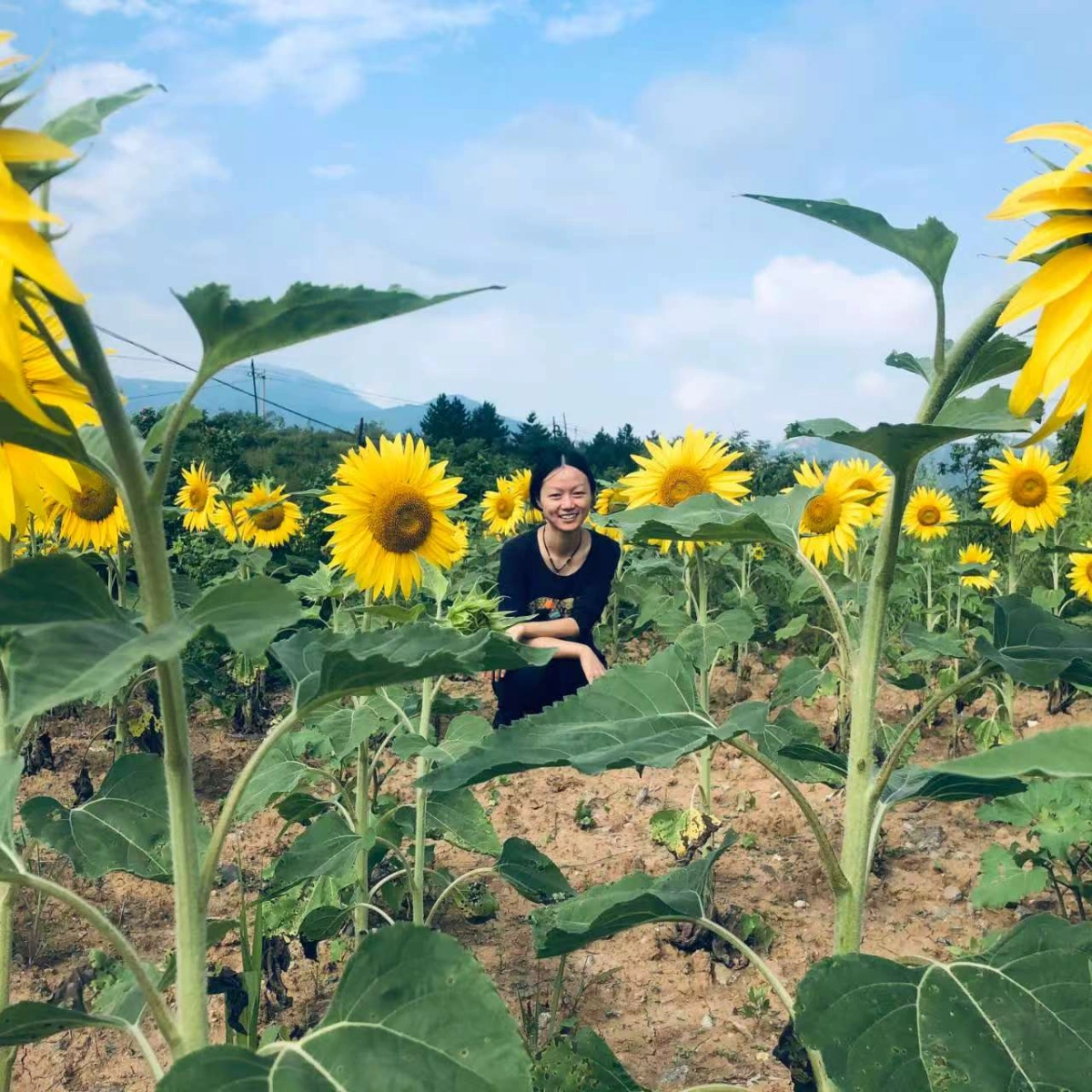 向日葵种植区