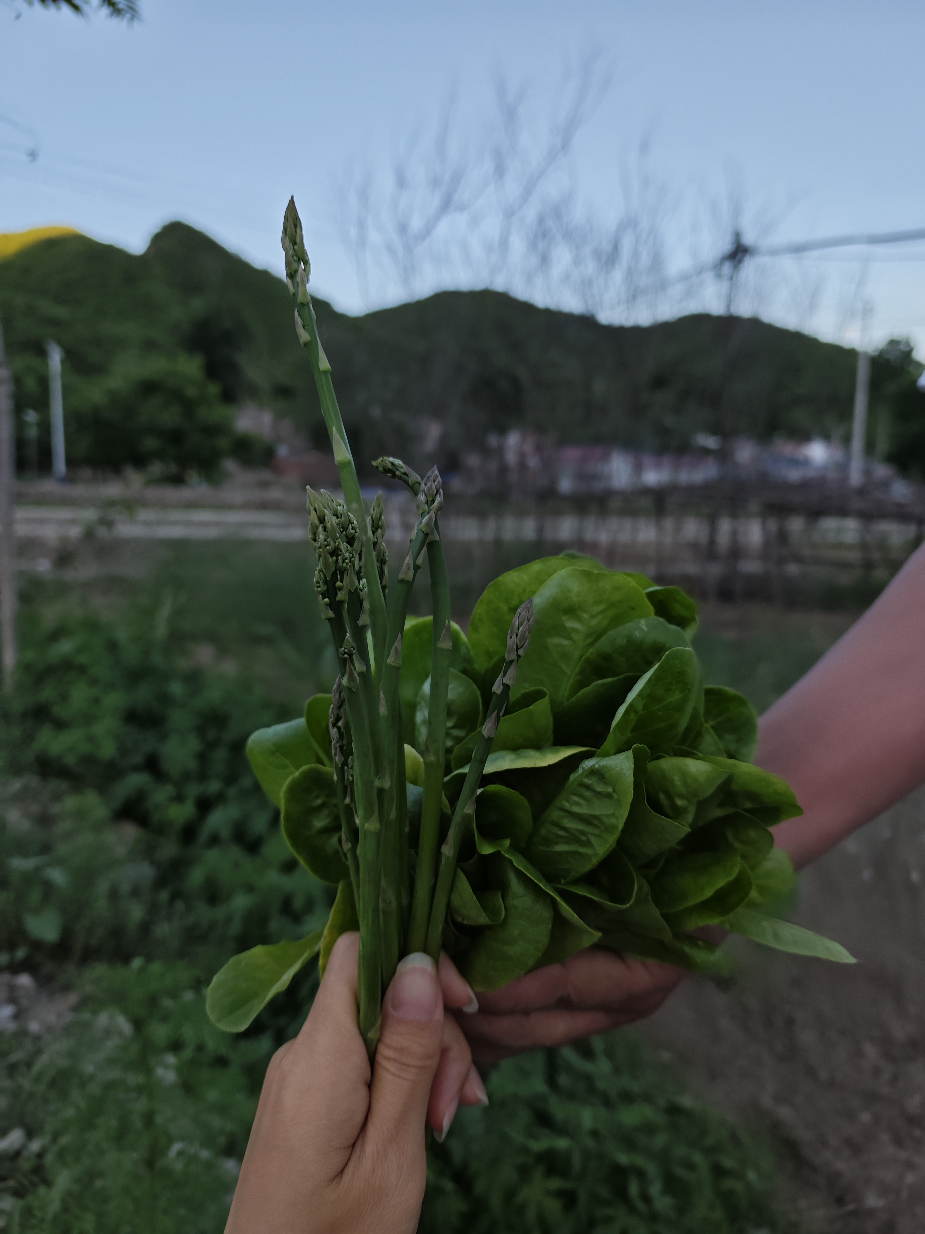 新鲜蔬菜