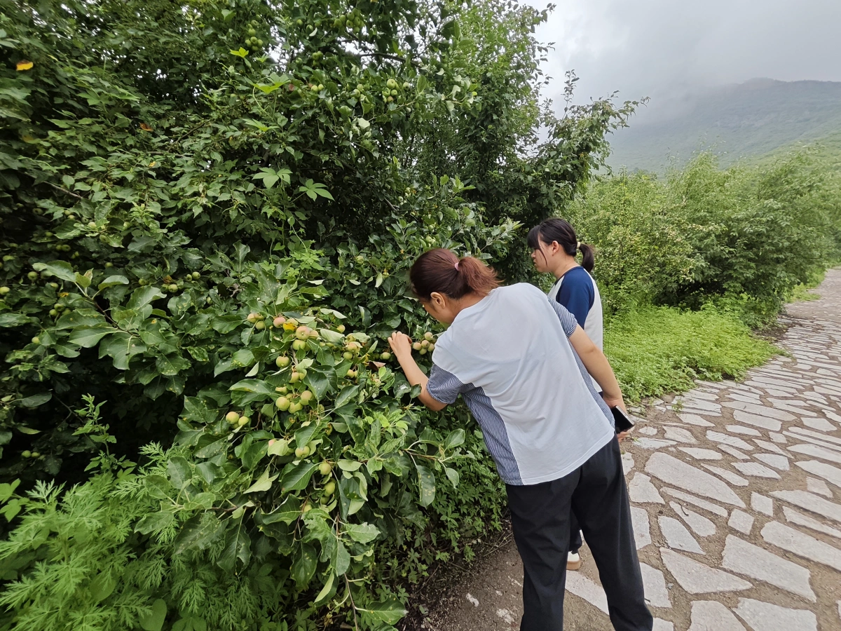 游客在树下伸手摘苹果的特写
