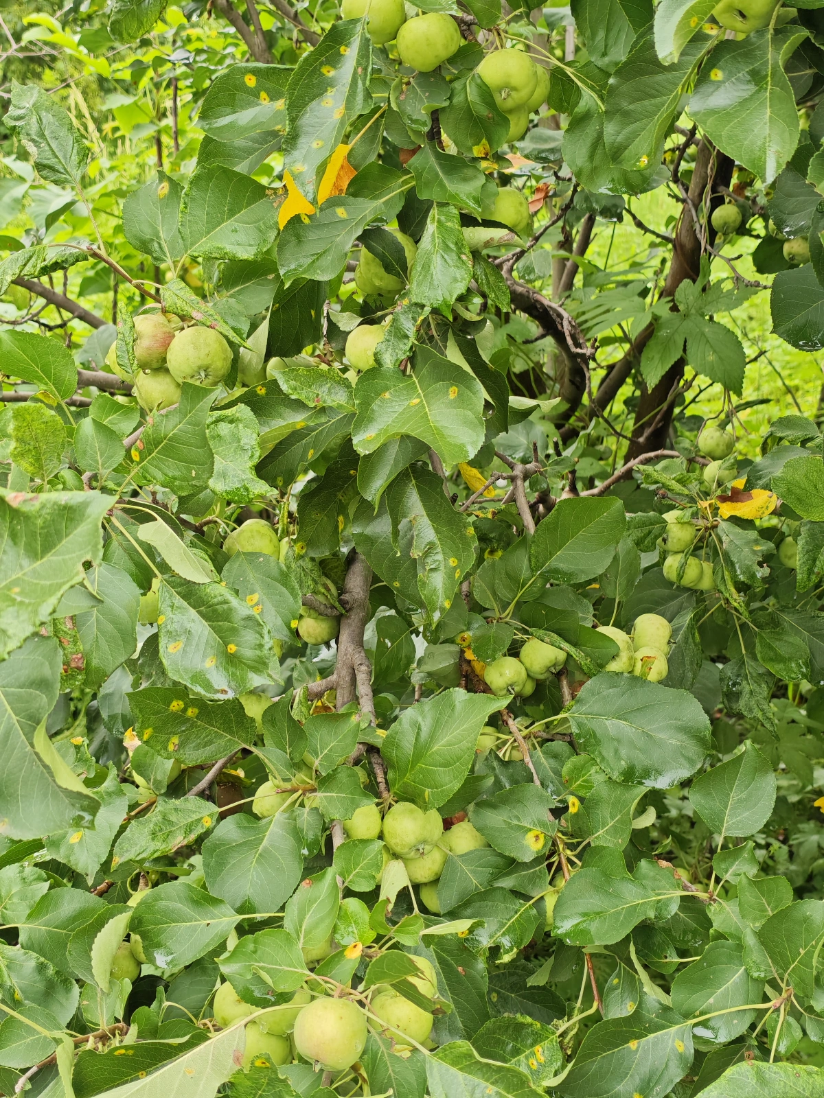 游客在树下野餐、吃苹果的欢乐场景