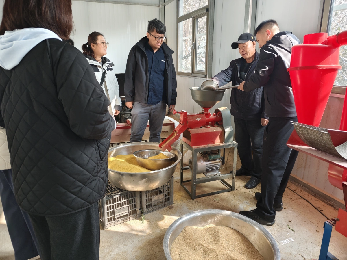 百花山畔小镇高山谷子(小米)
